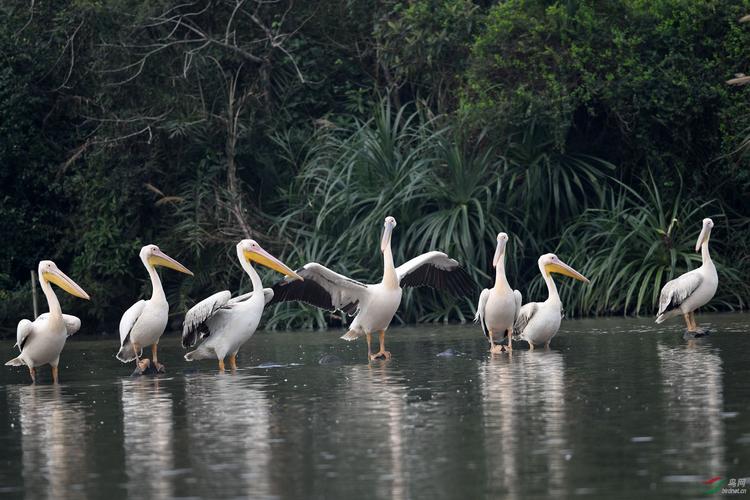巨兜捞食的“大嘴怪”——鹈鹕