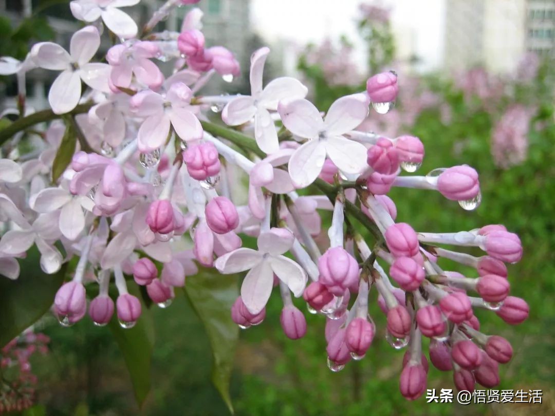 花香满屋植物,花香四溢的绿植