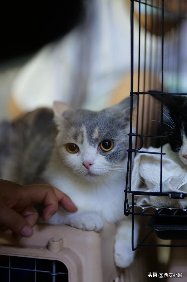 高新大都荟摆摊夜市在哪个位置,高新大都荟摆摊