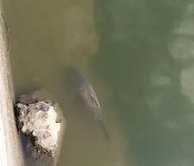 预防水霉病的产品,治水霉病最好药品