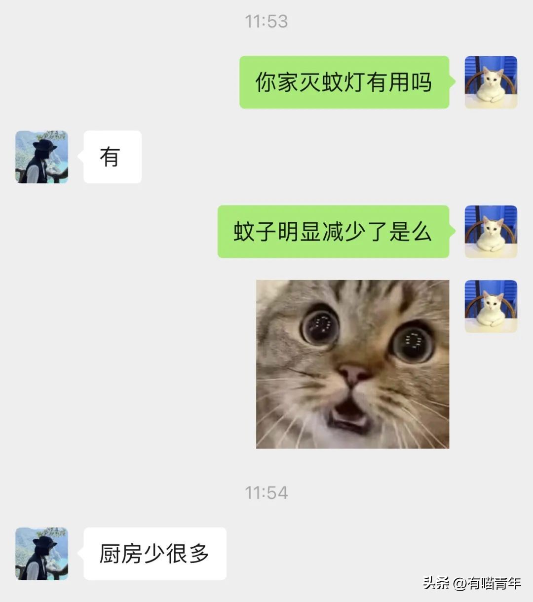 养猫不能放蟑螂药怎么办,养猫不能用的驱蚊方法