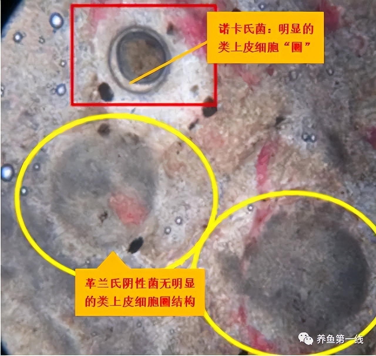 鱼类诺卡氏菌病的病因症状及其防控措施：由于免疫力受损很难治愈