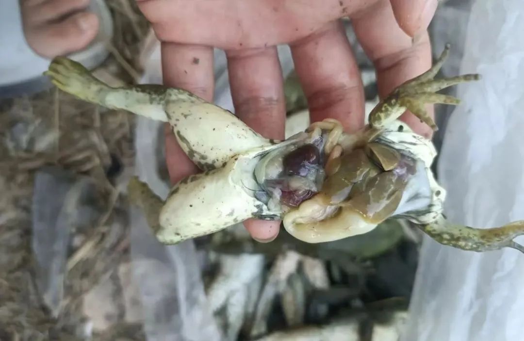 养蛙场死蛙的处理方式,石蛙常见病害的防治方法