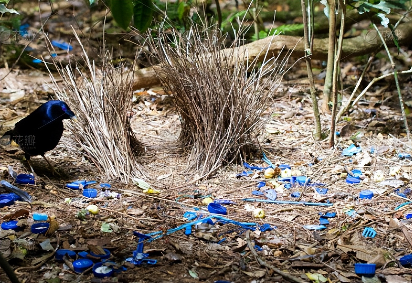 唐代一位不知名的诗人,唐朝才女仅一首诗存千年