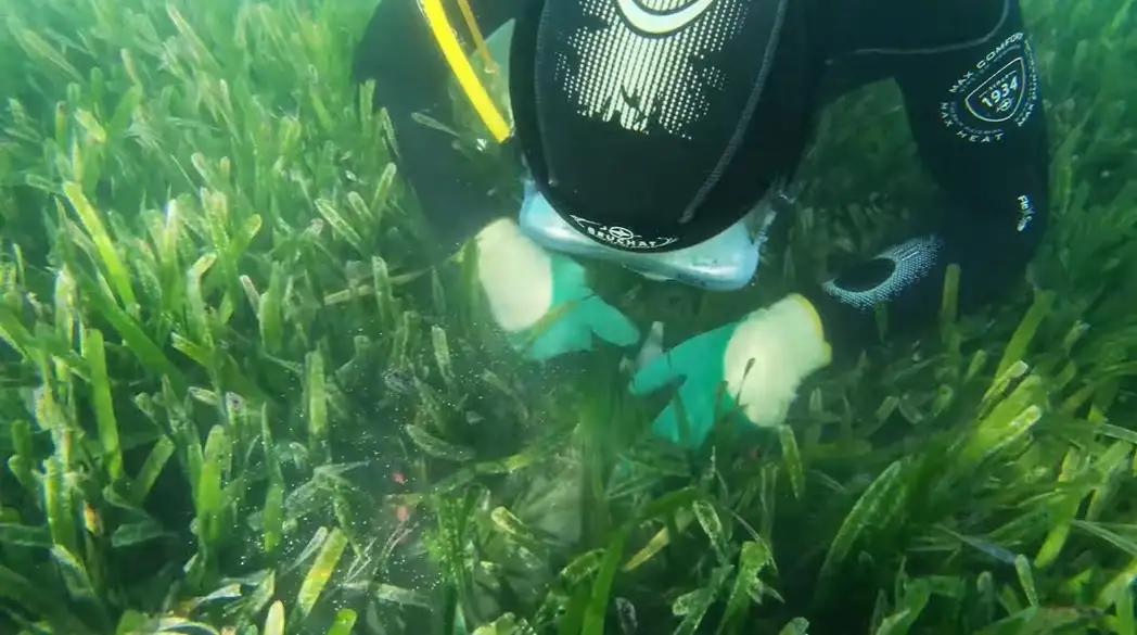 双语｜澳洲发现全球最大的植物2万个足球场才装得下