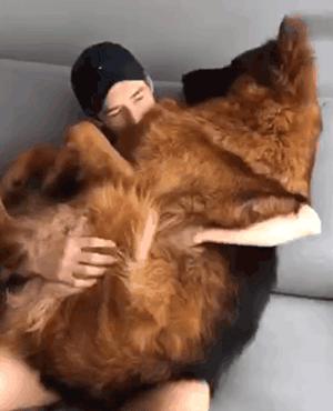 哪类狗狗忠诚度高又聪明,对主人最忠诚的狗狗排名榜凶猛犬