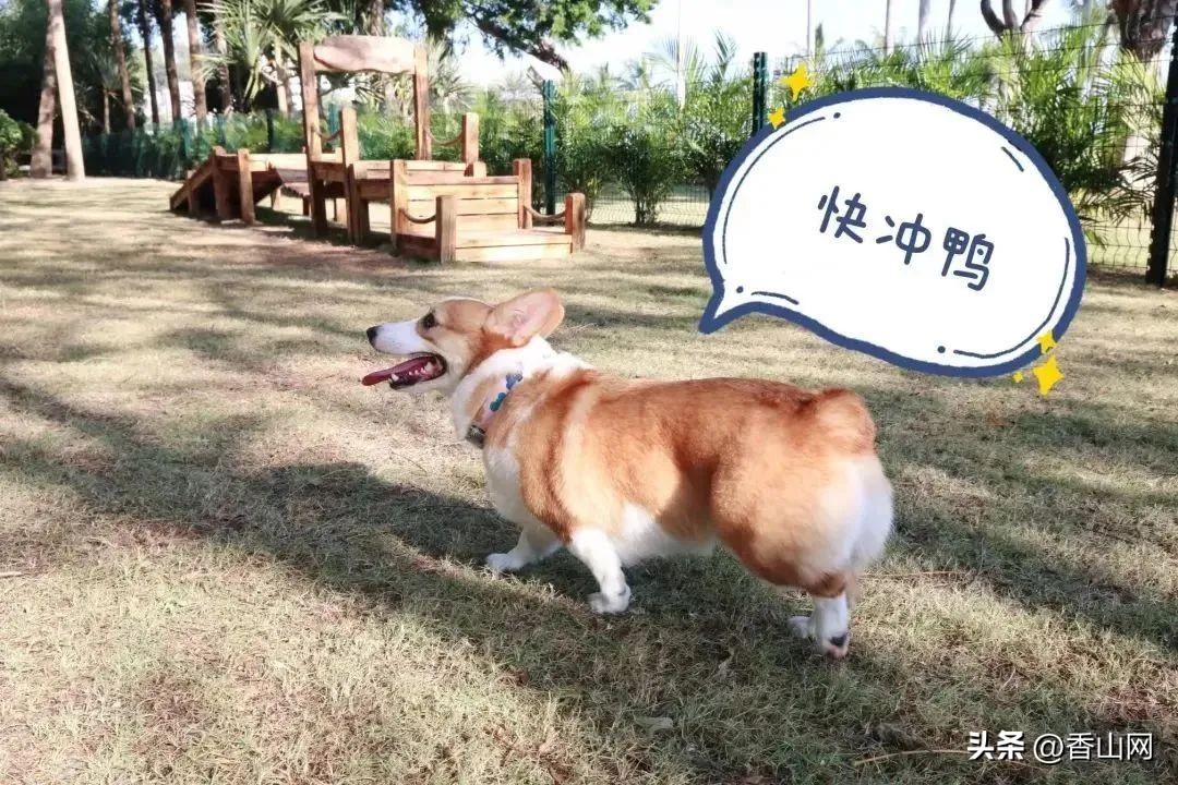 珠海宠物可以去的公园,珠海香山湖公园让遛狗吗