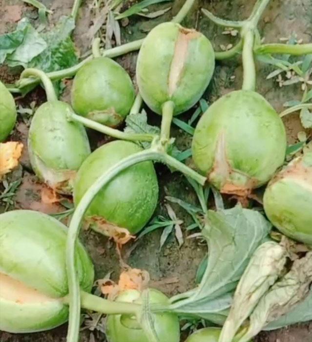 薄皮甜瓜裂瓜的原因和防治办法,甜瓜膨大期怎样放风不裂瓜合适