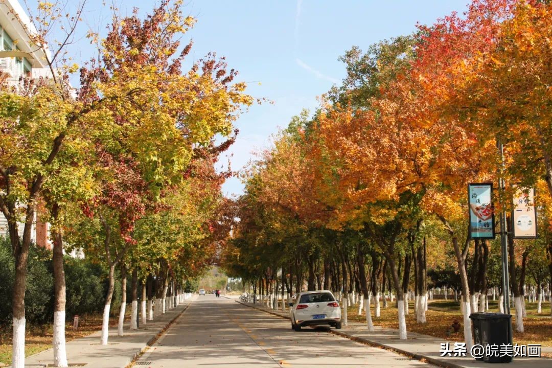 安徽大学好看的风景,高校最美秋景