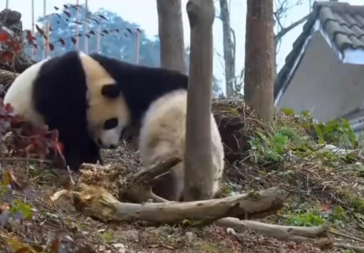 考古爱宝,考古爱宝的童年经历