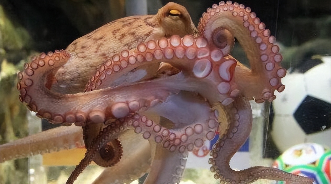 章鱼保罗预言欧洲杯,巴西世界杯章鱼保罗