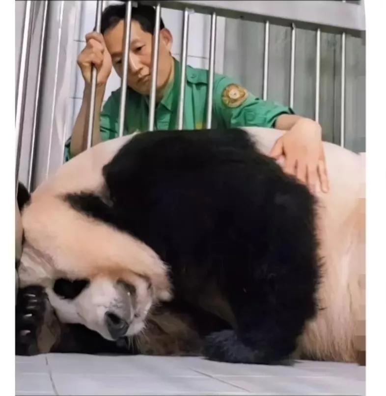 福宝是自然受孕的熊猫宝宝吗,爱宝和福宝自然受孕