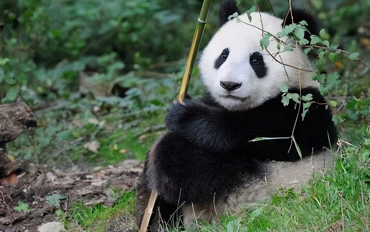 2021年加拿大称养不起熊猫提前送回？熊猫有多烧钱，1年吃700万？