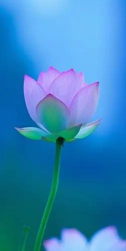 漂亮美丽的荷花壁纸,雨中荷花壁纸荣盛城