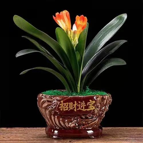 净化空气吸甲醛最好的植物排名,哪些植物对猫咪无毒又能吸附甲醛