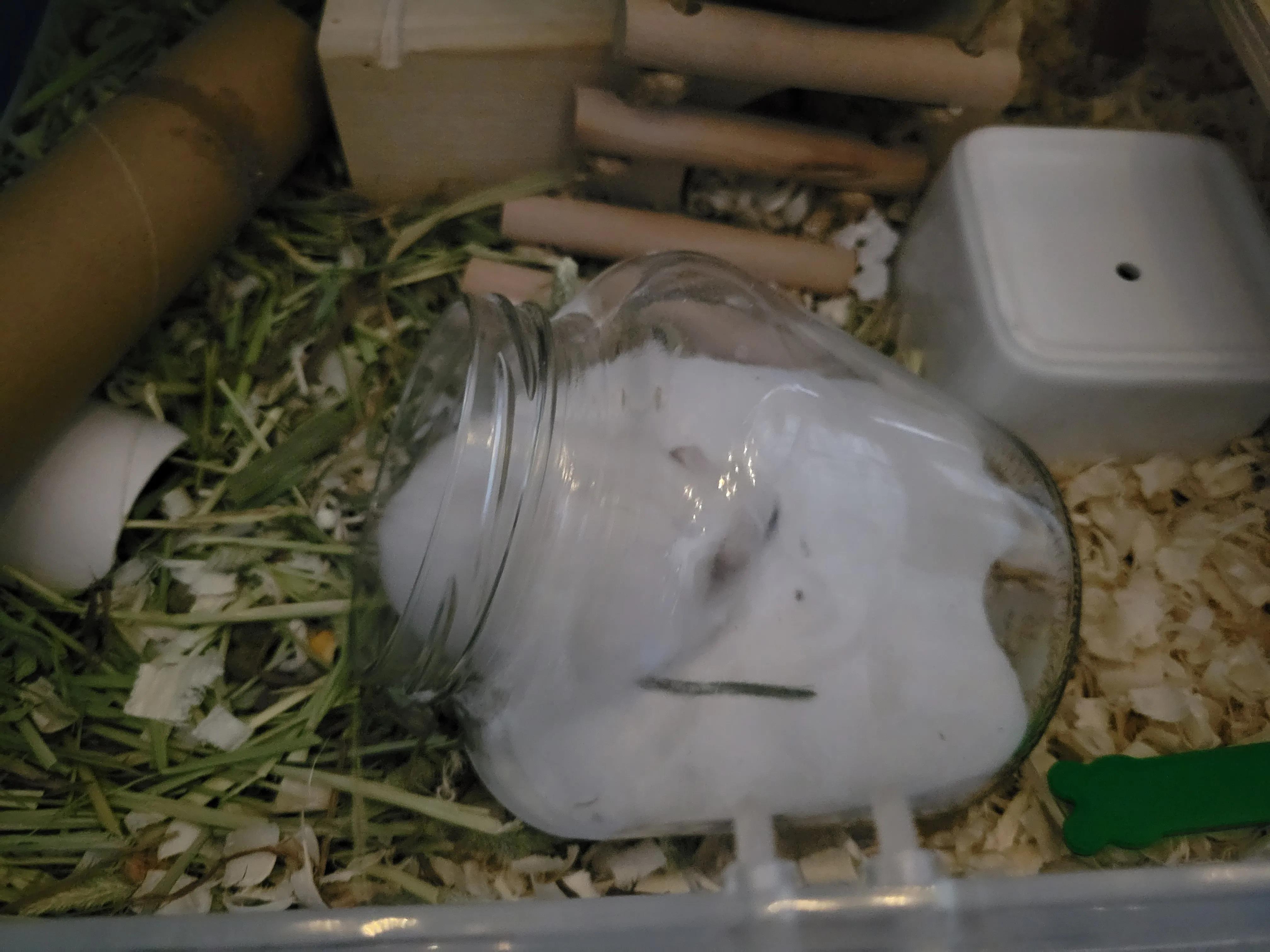 用罐头玻璃瓶可以当仓鼠窝吗,用罐头玻璃瓶可以当仓鼠睡窝吗