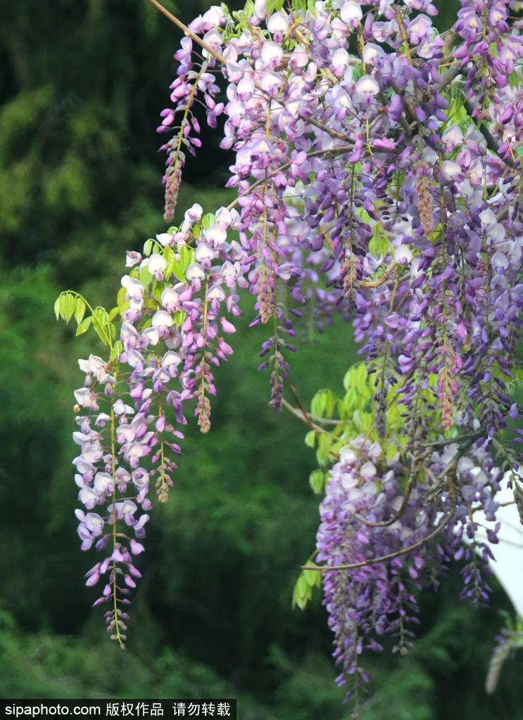 紫藤花开如瀑全景,梦幻紫藤花开如瀑