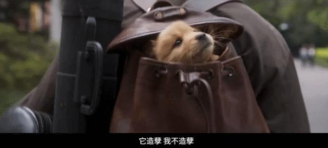 泪目瞬间的感人电影忠犬八公解说,忠犬八公看哭了