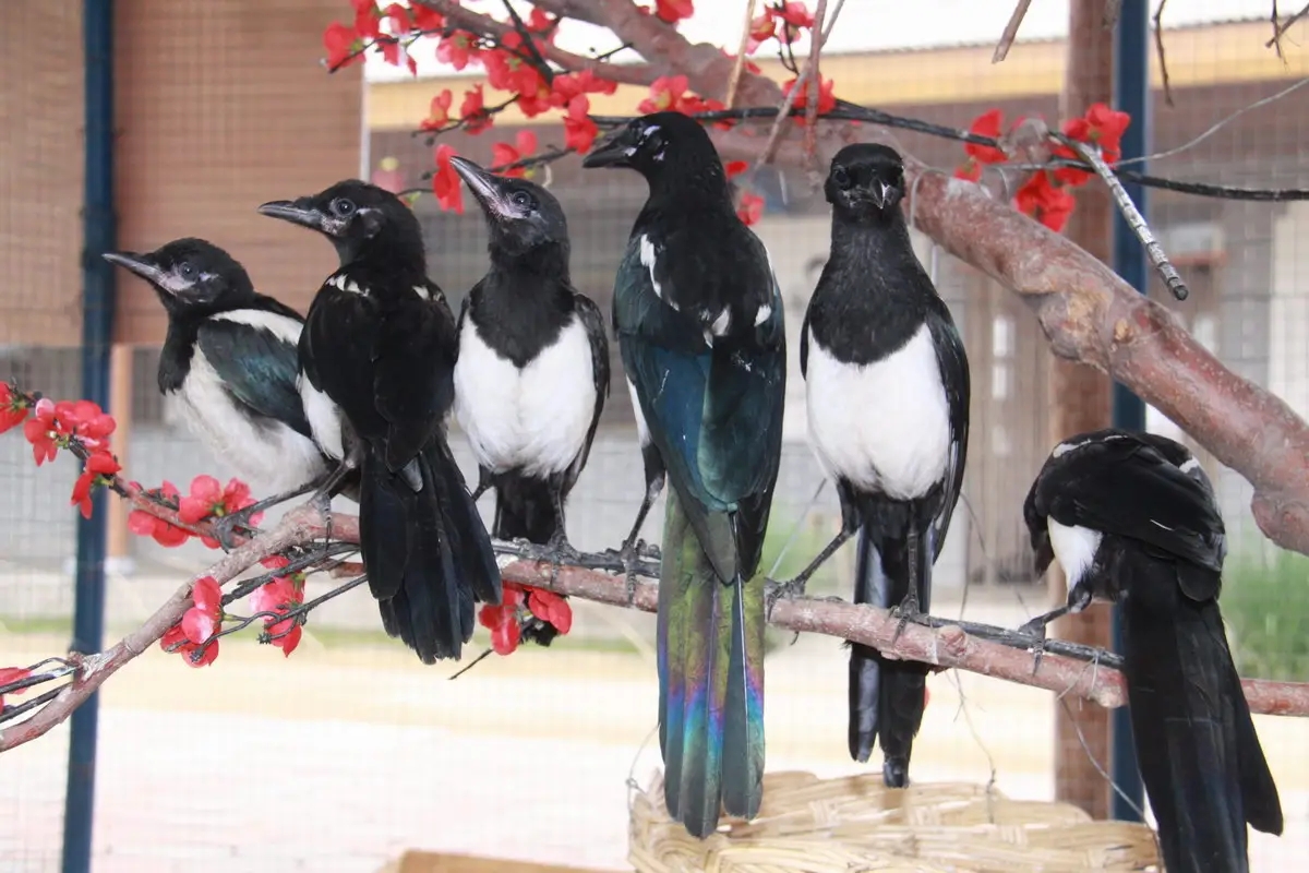 喜鹊的窝杂乱不堪为什么不怕风雪,喜鹊窝搭得乱七八糟为何不怕风雪