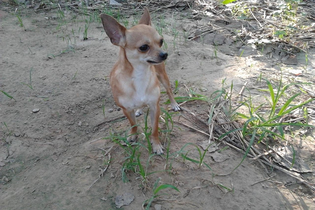 小鹿犬皮肤病怎么治,小鹿犬皮肤病怎么治最好