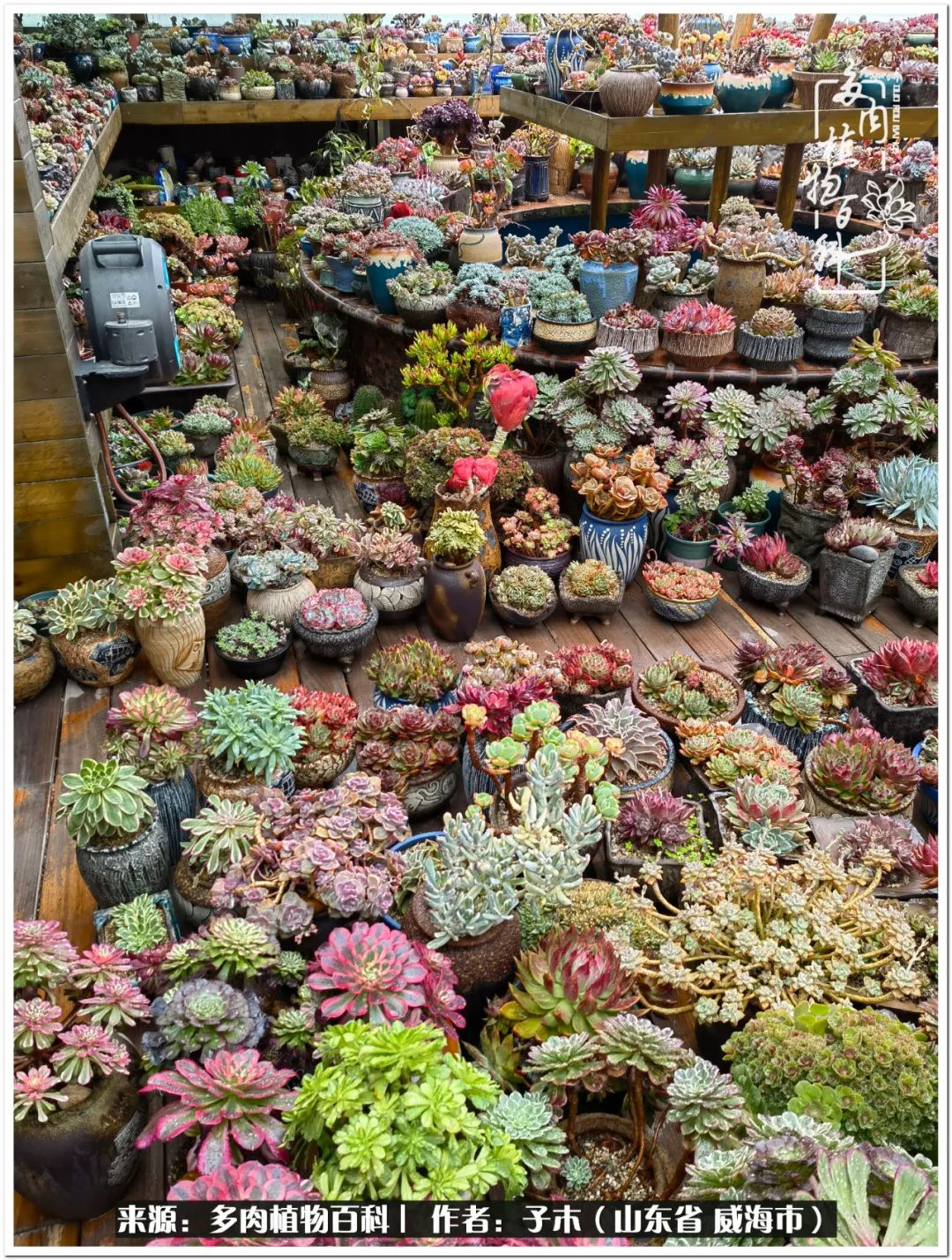 法师多肉成长史,法师多肉新手教程