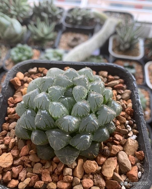 玉露烂根是水浇多了还是不通气,玉露烂根了重新上盆得晾几天