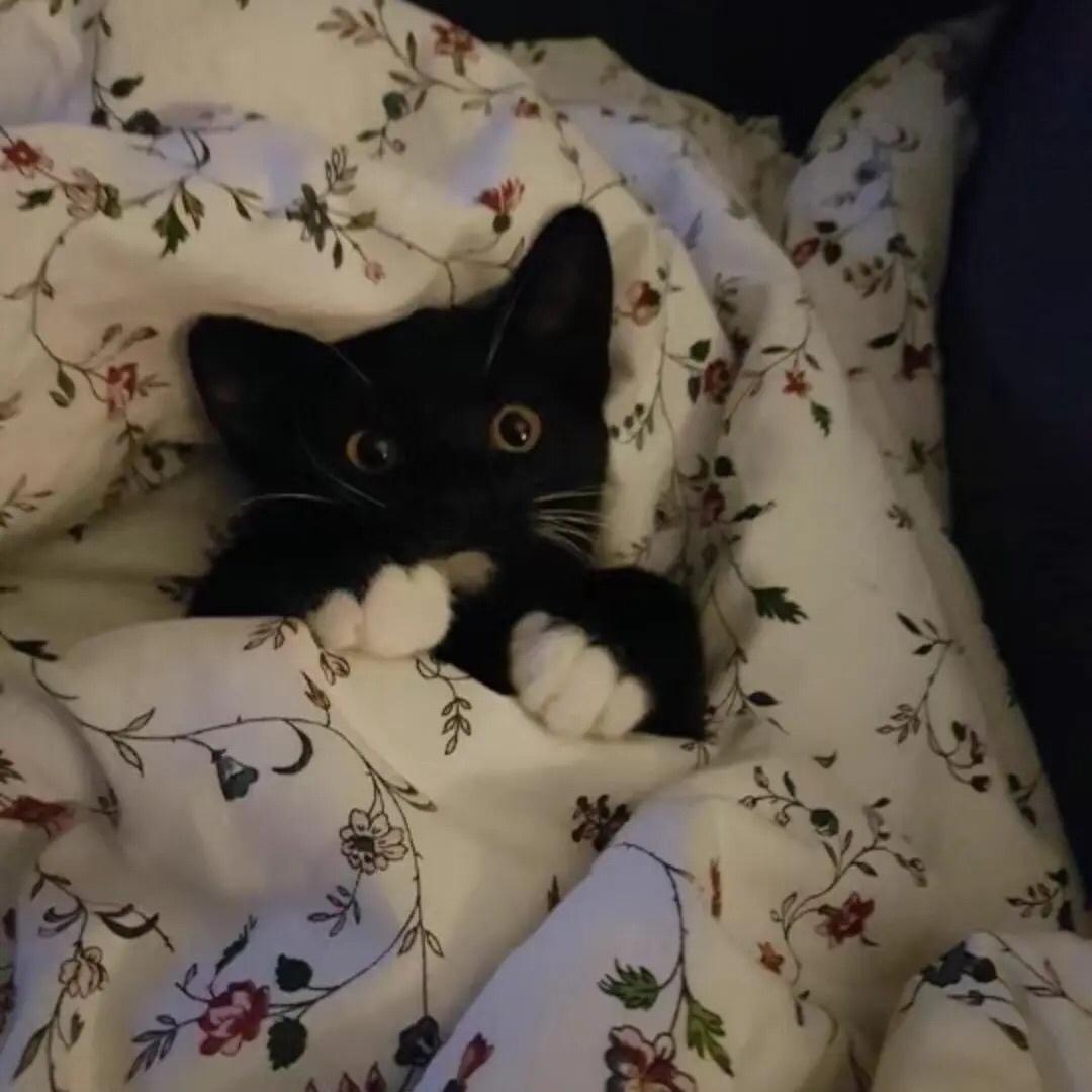 萌萌小猫头像大全可爱,动物头像猫咪可爱