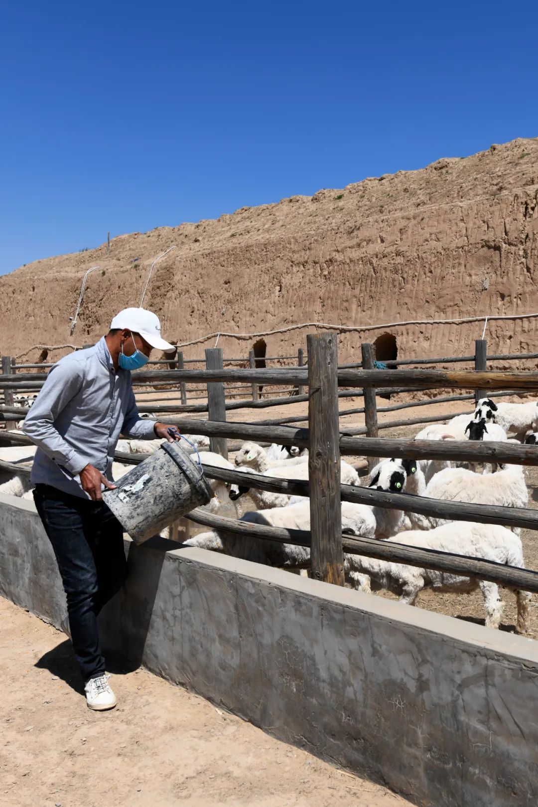 盐池滩羊清炖羊肉做法,苏尼特羊肉和盐池滩羊