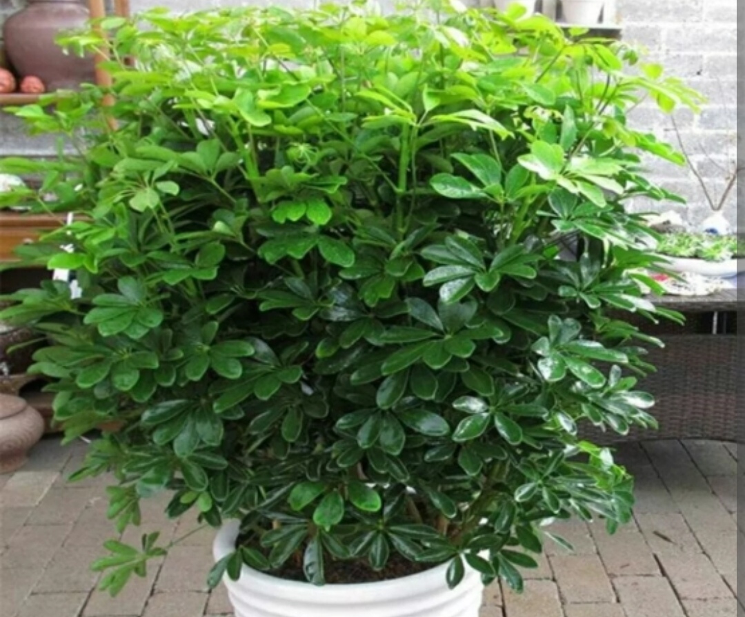 怎么修剪鸭掌木的株型,鸭掌木适合什么命养