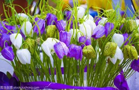 粉色风铃草花,蓝色粉色的风铃草