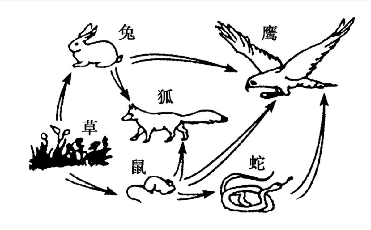 湖北十堰最近发现的蛇,湖北十堰白头蝰