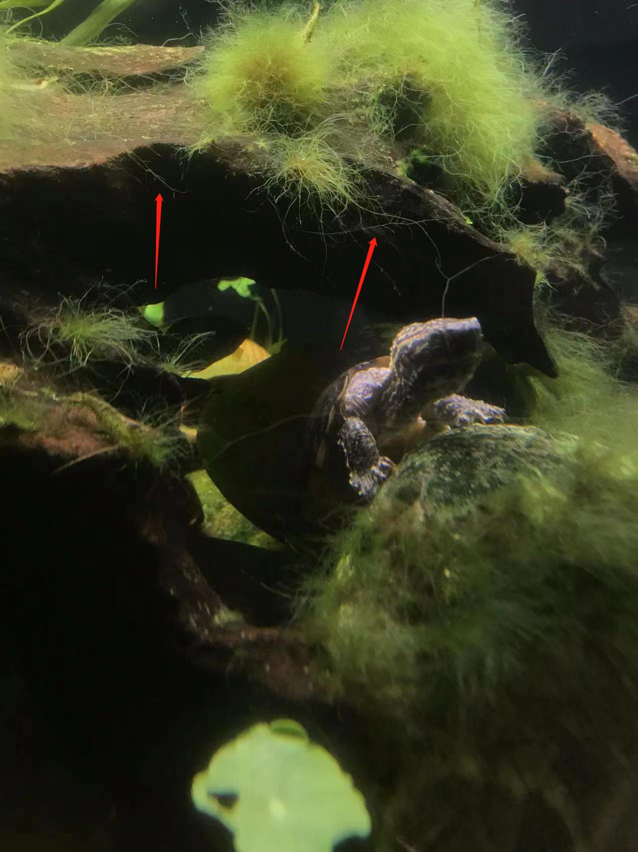 七彩水草缸怎么抑制藻类,水草缸怎么治疗水霉