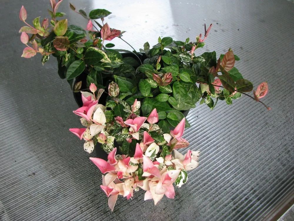 新叶看起来像三角梅的花，花叶络石真有这么好看吗？