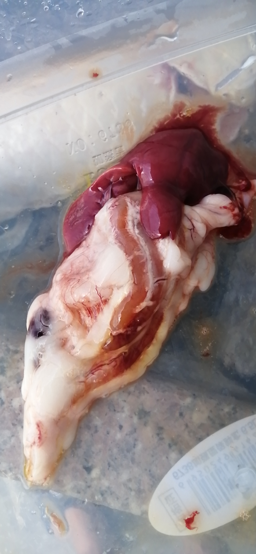 龙鱼病害防治图片,龙鱼常见疾病表现图片