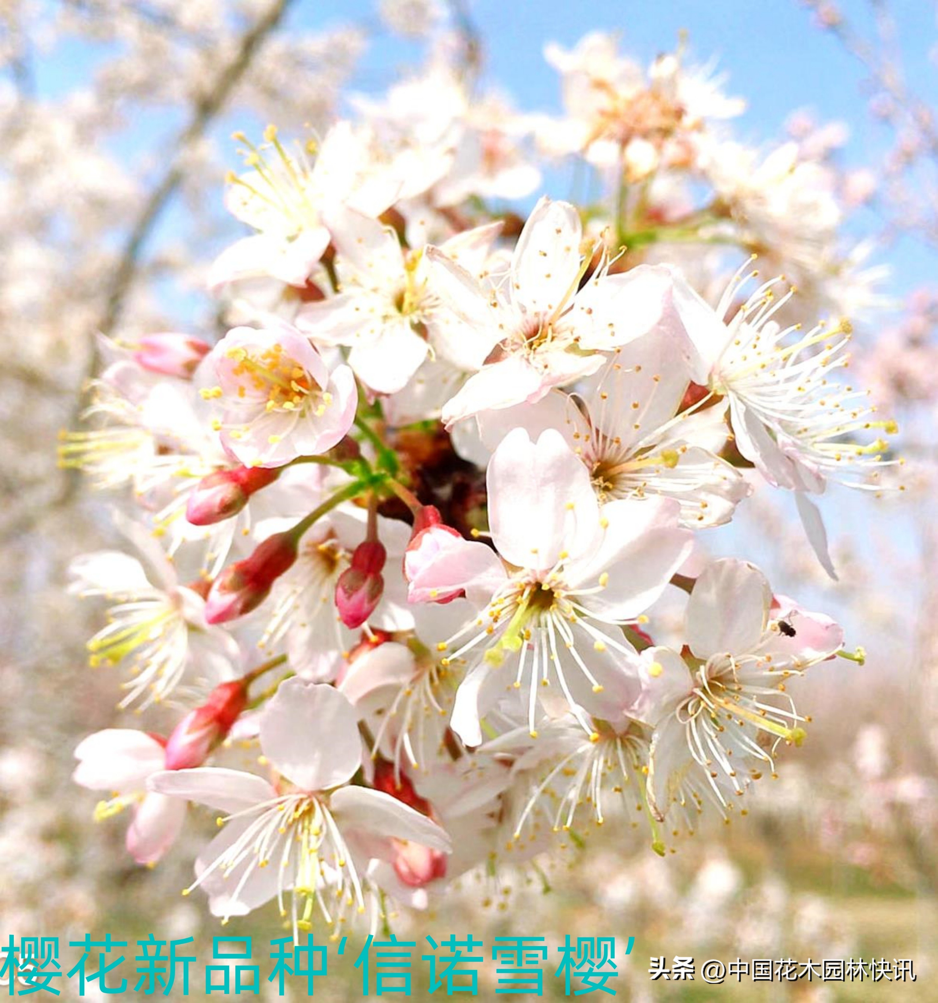 青岛樱桃谷樱花,青岛大崂樱花谷单樱