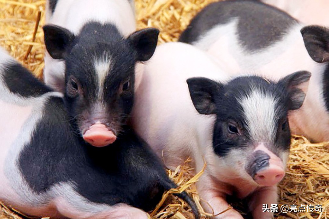 干货分享：破解猪病困局，亮点带你了解猪原虫病之猪住肉孢子虫病