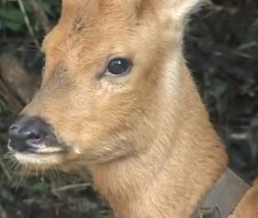 吉林男子救助傻狍子,吉林男子救助动物