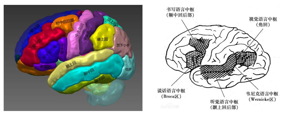 认识五种语言,认识思维和认知