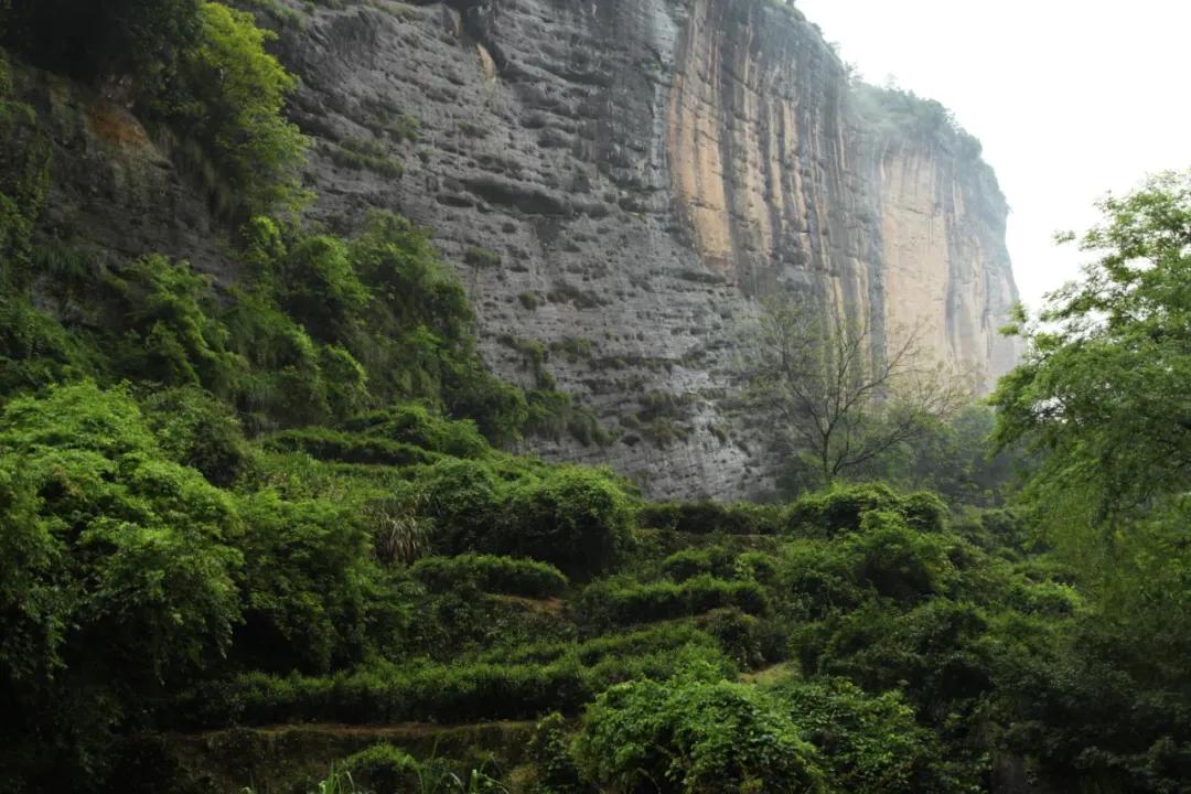岩茶天花板价格,岩茶天花板合集