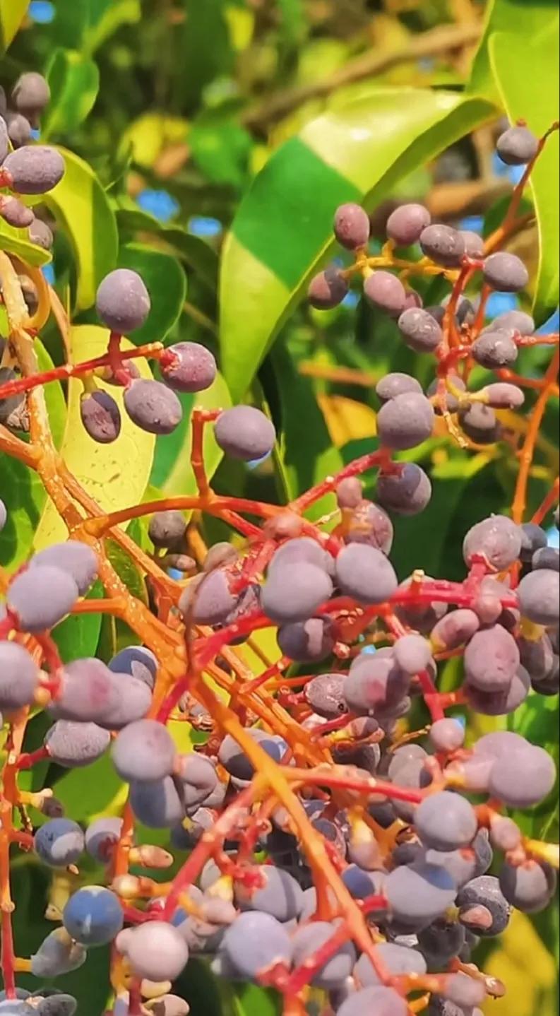 女贞子图片树木,女贞子树彩图