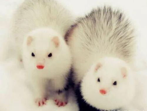 十大粘人的宠物便宜好养,它堪称世界上最好养活的宠物