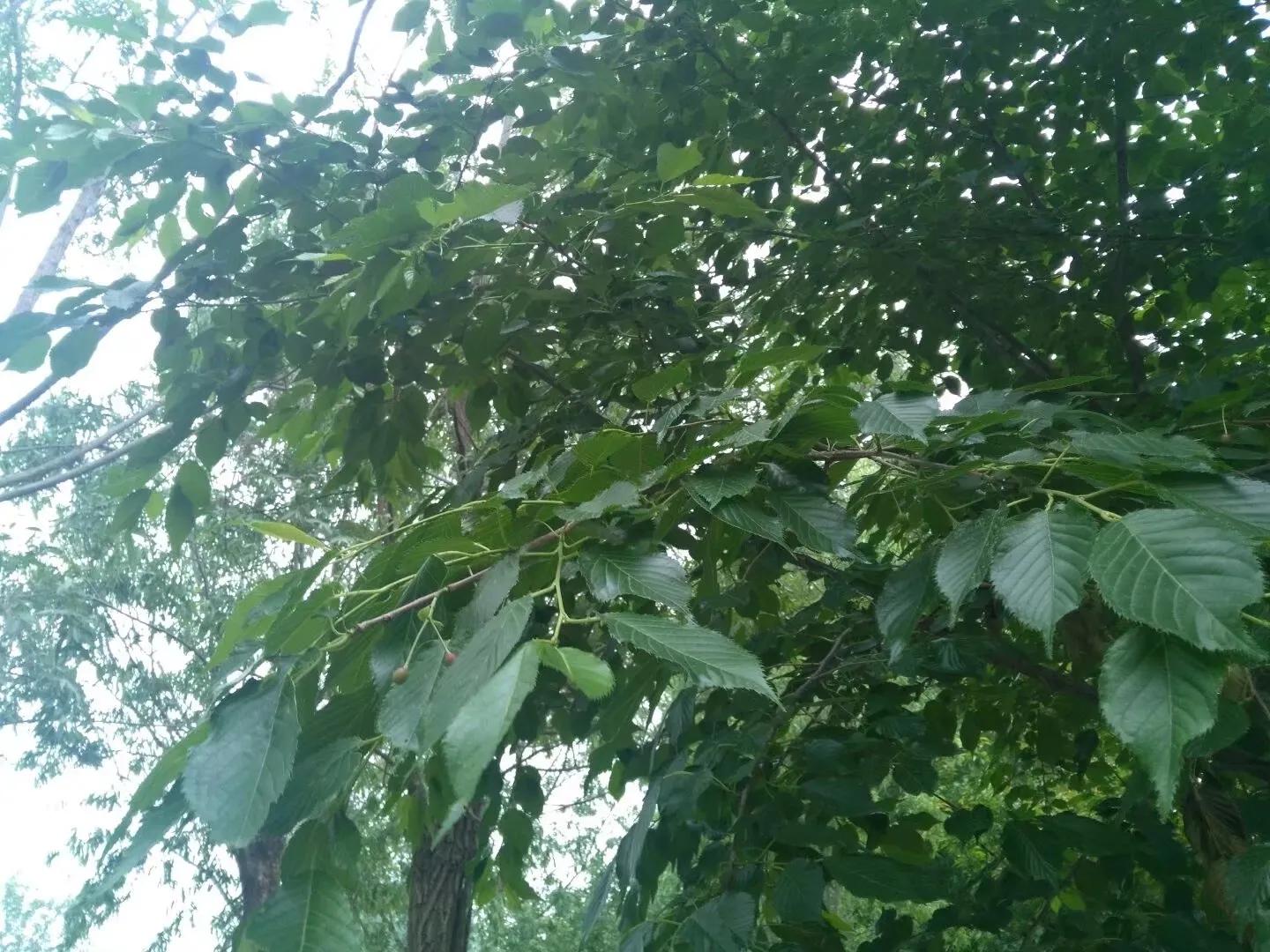 你对秦腔戏曲有什么新的认识,秦腔语言鉴赏札记