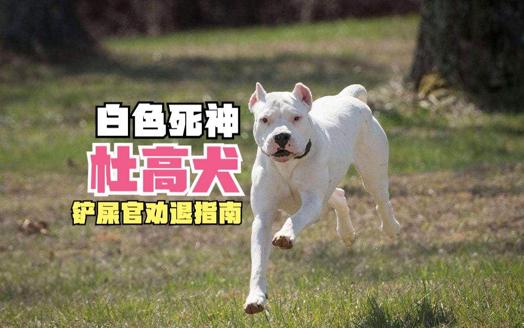 杜高犬为何不抗冻,杜高犬真能护主吗