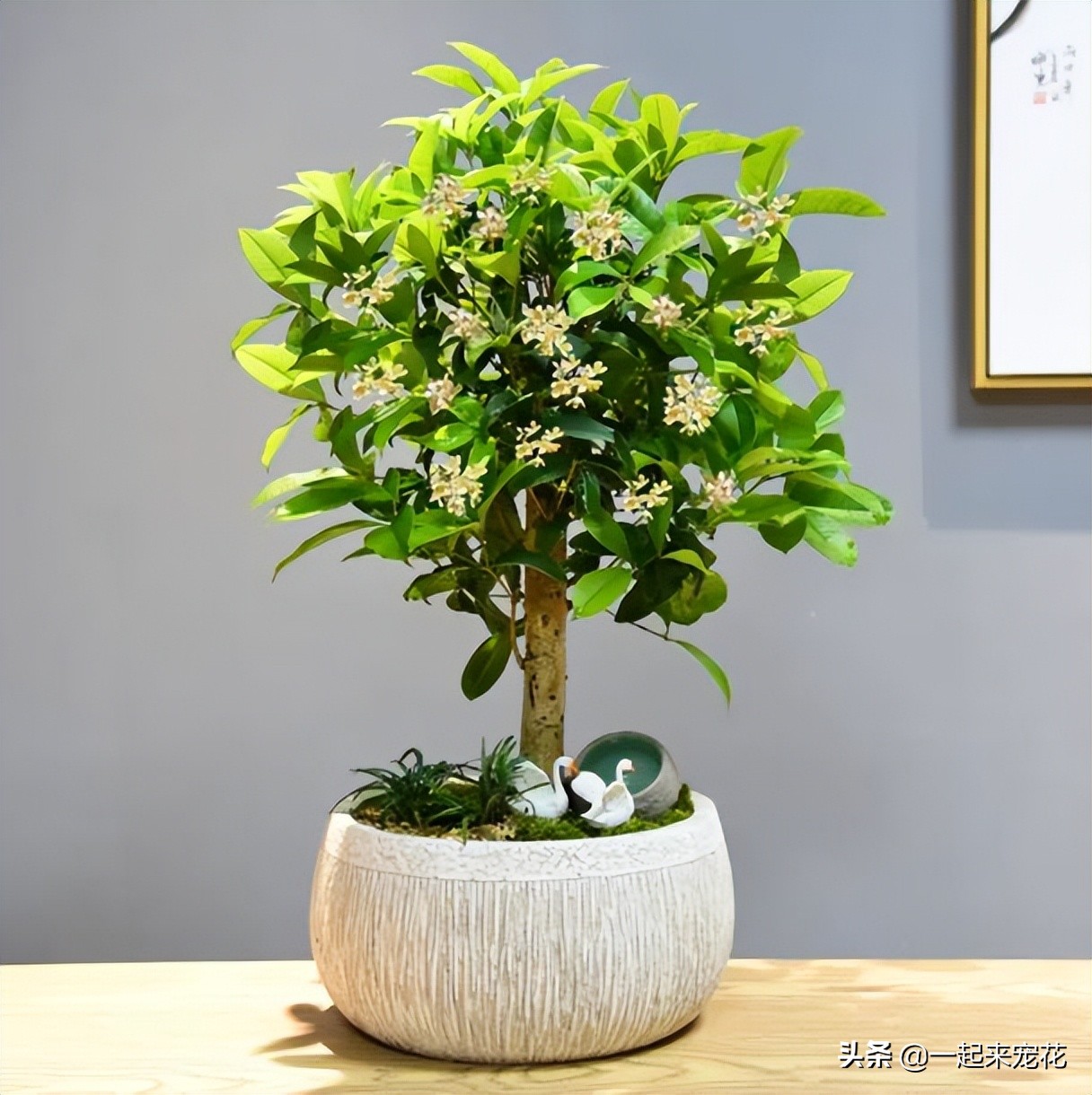 寓意好的盆栽花推荐,十大盆栽名贵花树