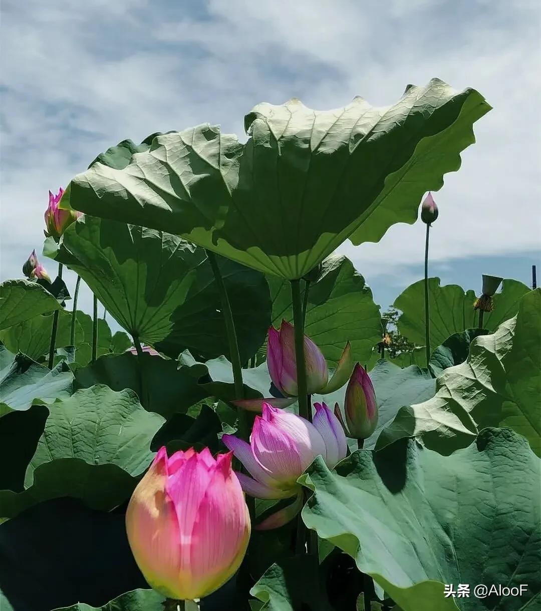 唯美的荷花壁纸,唯美荷花水墨画