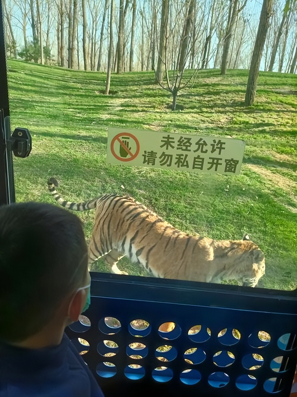 大兴野生动物园之旅,北京野生动物园和猛兽亲密接触