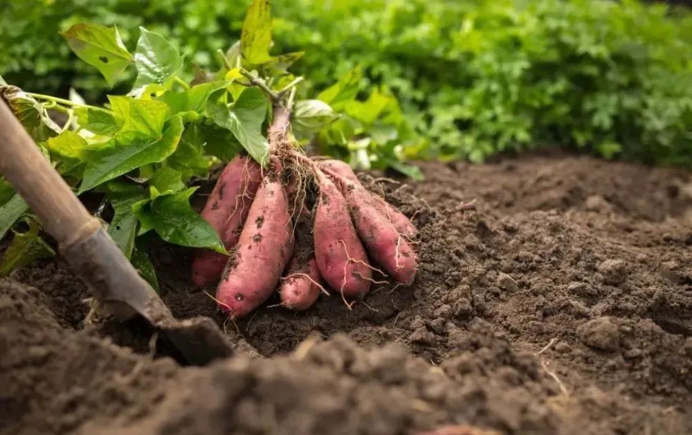 夜读散文流淌在岁月中的甜蜜,冬日夜读散文随笔