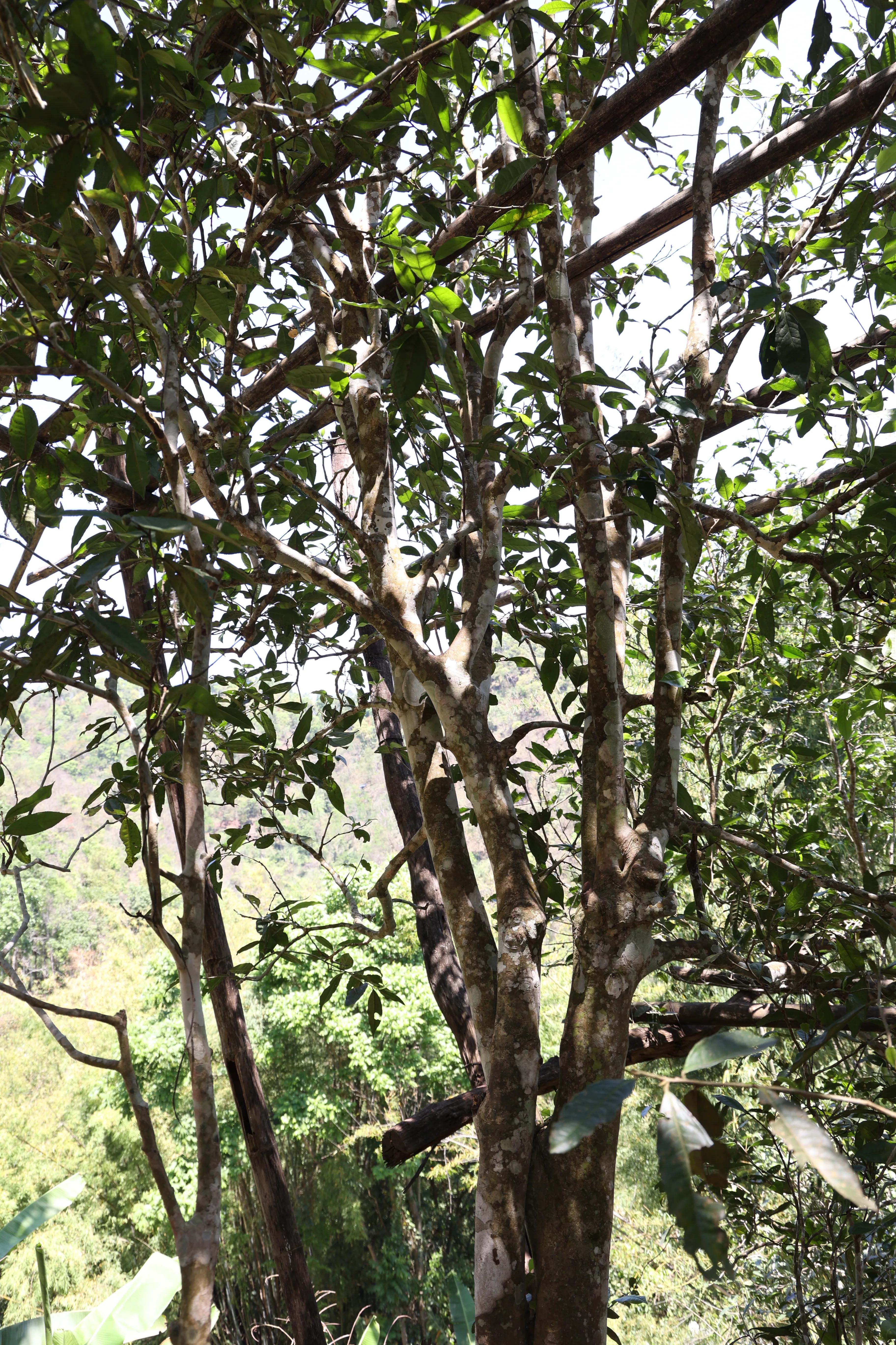 普洱茶皇冠上的明珠,普洱茶的十大名寨排名