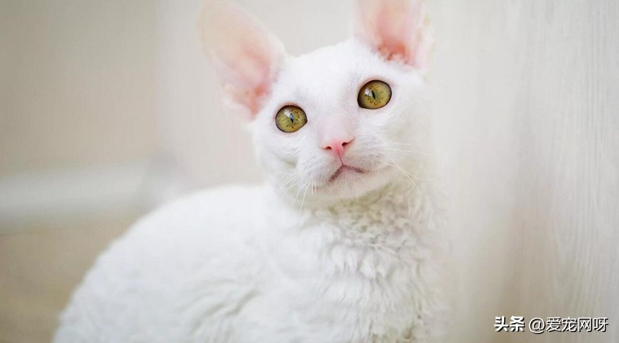 猫咪品种大全及图片,猫咪品种大全视频