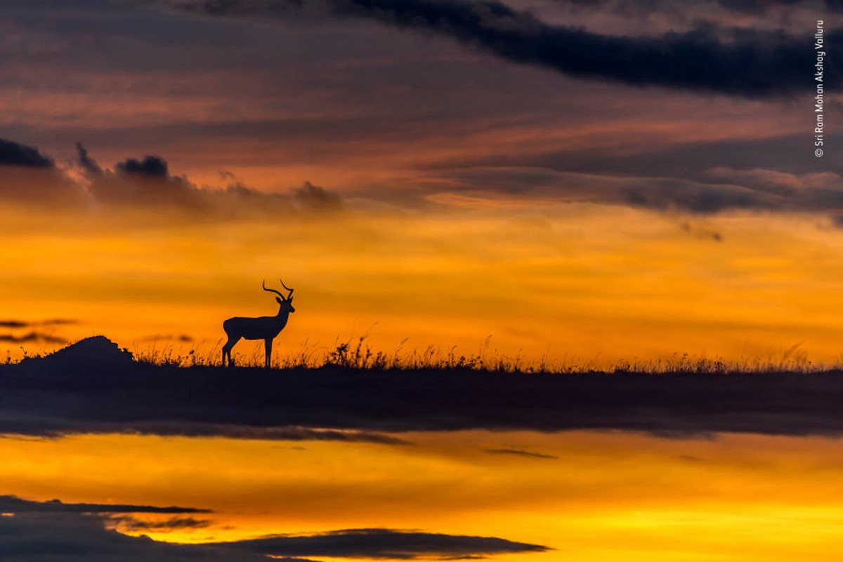 2019年最佳野生动物照片,2022年搞笑野生动物摄影作品